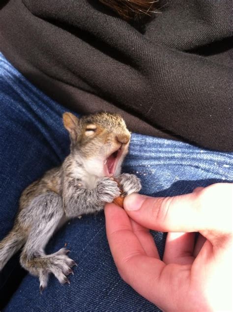 26 Photos of Beautiful Yawning Animals to Put You To Sleep