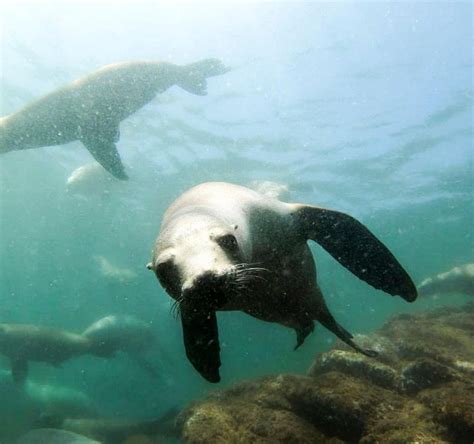 Bahia de Los Angeles Whale sharks expedition (Mexico): Address, Phone ...