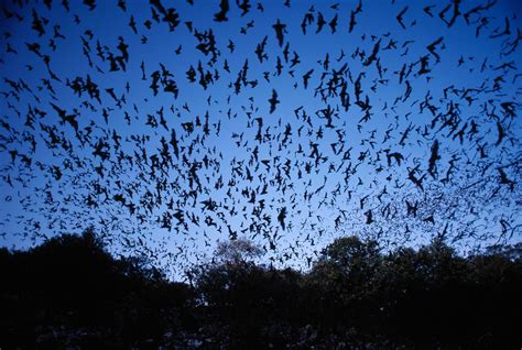 5 Surprising Facts About Bats | Britannica