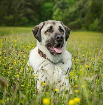 Anatolian Shepherd Training, Temperament, Size, and Bite Force