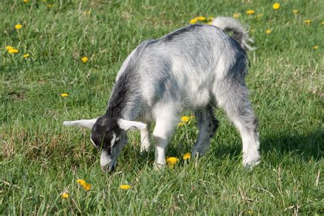 Grey goat stock photo. Image of graze, farming, grassland - 14300352