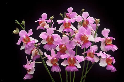 Vanda Miss Joaquim - National flower of Singapore