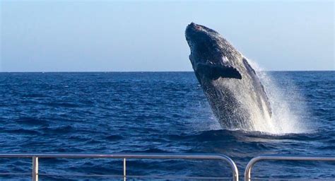 Kauai Whale Watching - Blue Dolphin Charters