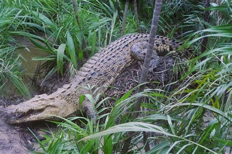 BNP crocodiles start nesting, 12 nests spotted - OrissaPOST