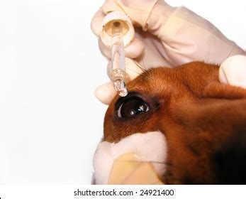 29,888 Dog Eye Care Images, Stock Photos & Vectors | Shutterstock