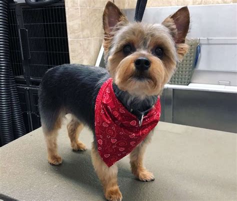 Yorkie Mixes: 40 Different Yorkshire Terrier Crossbreeds - K9 Web