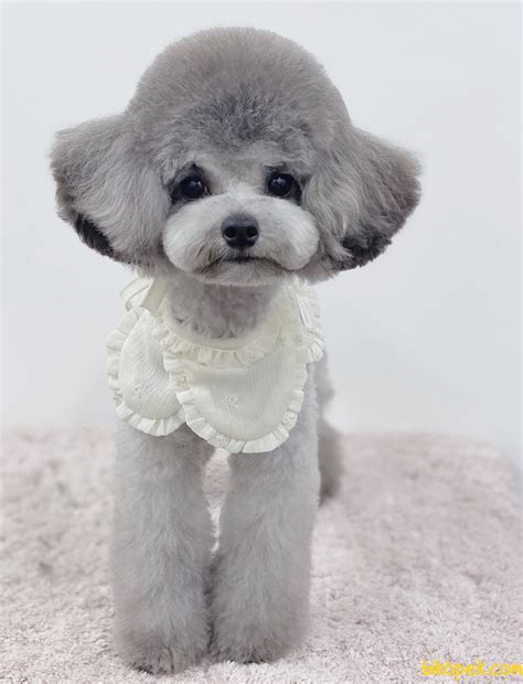 En Uygun Silver Toy Poodle En Güzeli - 246547 - Biköpek