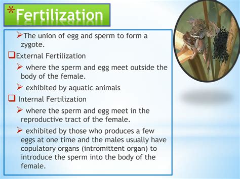 SOLUTION: Stages of animal development - Studypool