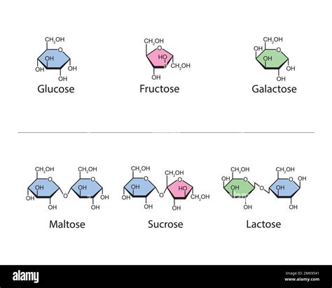 What Are Disaccharides Teaching Biology Study Chemist - vrogue.co