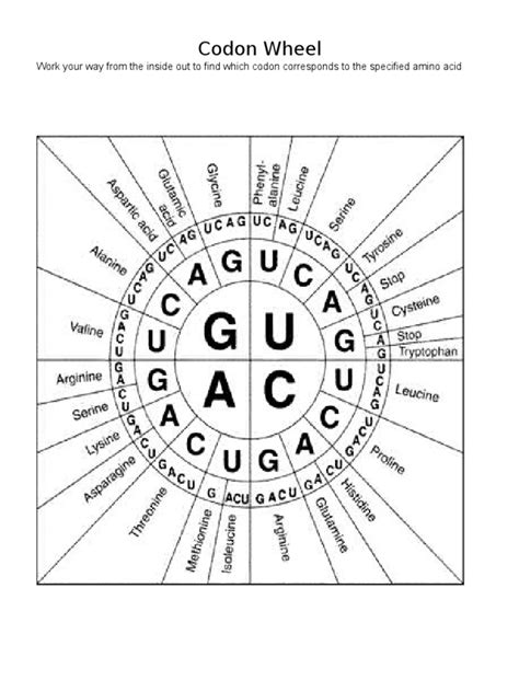 Codon Wheel | PDF