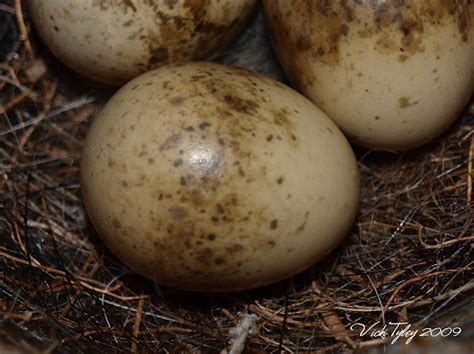 Eucalypt Habitat: Willie Wagtail Nest with Eggs