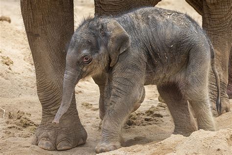 Melbourne Zoo herd welcomes female elephant calf | Inner City News