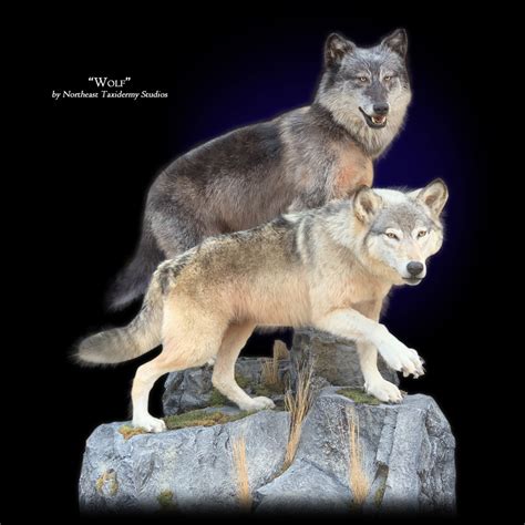 Wolf Mount, Mounted Wolf Taxidermy