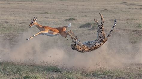 La sorprendente fotografía de un guepardo y un impala- Grupo Milenio