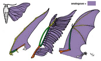 Analogous and Homologous Traits - CLADISTICS