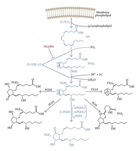 Biosynthesis pathway of prostaglandin E2. | Download Scientific Diagram