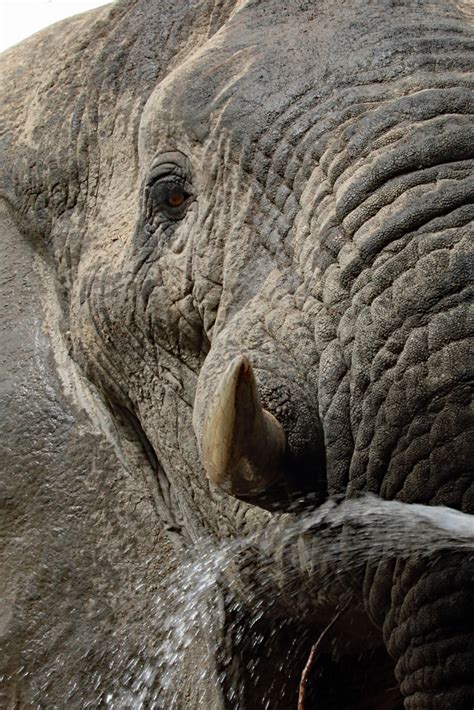 Thirsty Elephant Zakouma National Park in Chad | Elephants v… | Flickr