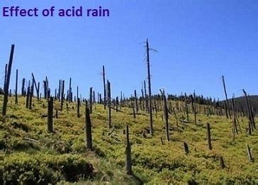 What are the harmful effects of acid rain on plants in chemistry ...