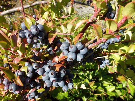 Wild Harvests: Evergreen Huckleberries