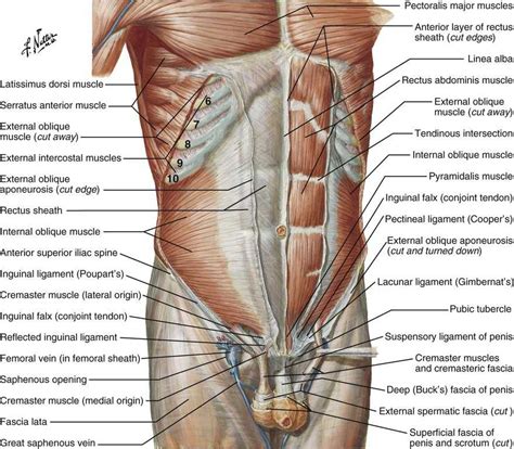 Anatomy of the Lumbopelvic Hip Complex | Musculoskeletal Key