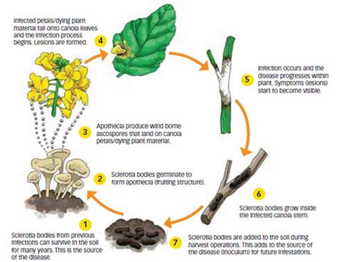 Sclerotinia control in canola - Grainews