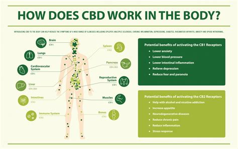 What are the effects and side effects of CBD oil? - Green Factor CBD's Blog