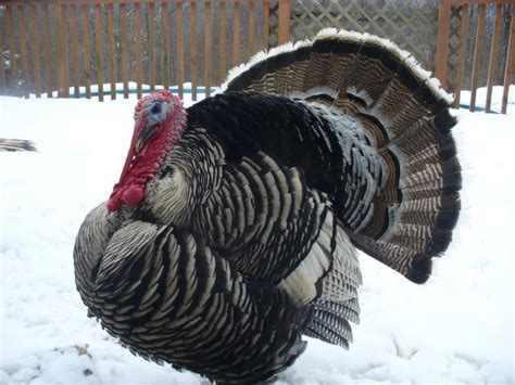 6+ Narragansett turkey & Naraggansett/Sweetgrass turkey mix eggs ...