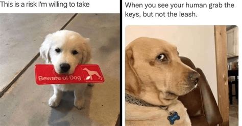 Emotional Support Memes of Wholesome Dogs That'll Make Your Want to ...