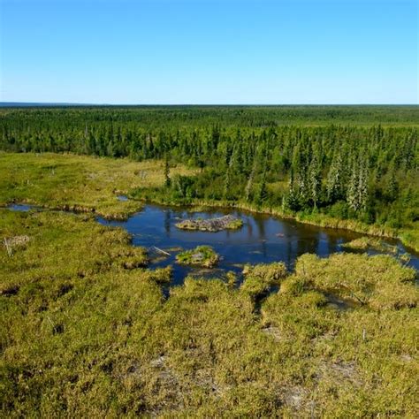 World's Largest Beaver Dam – Improvement District No. 24, Alberta ...