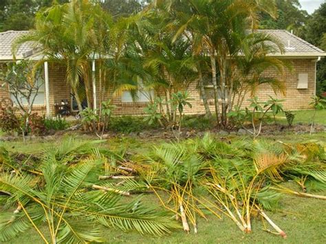 The Areca Palm - Dypsis lutescens