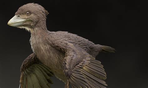 Researchers in Japan uncover fossil of bird from Early Cretaceous