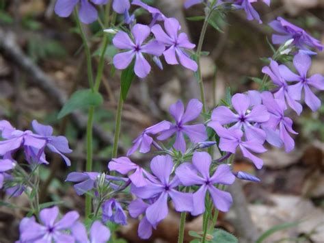 nature -Piedmont, MO | Plants, Nature, Piedmont