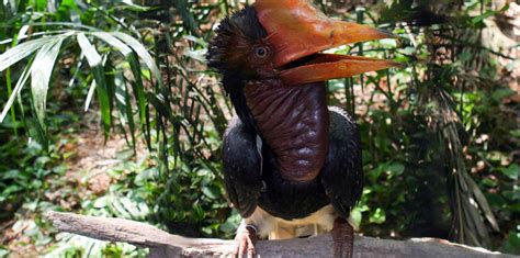 Helmeted Hornbill | Wild For Life