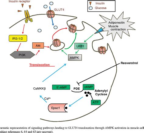 Figure 4 from Anti-diabetic phytochemicals that promote GLUT4 translocation via AMPK signaling ...