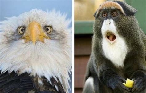 24 Surprised Animals Who Just Had a Little Heart Attack