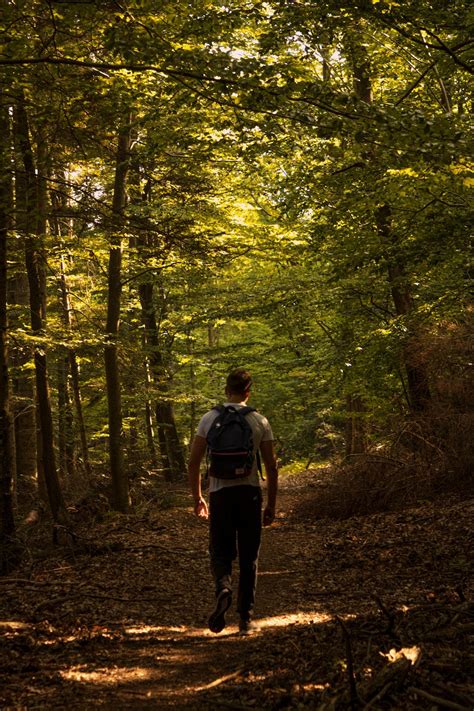 A Man Hiking in the Forest · Free Stock Photo