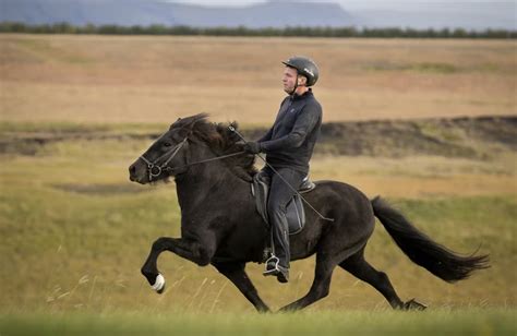 The five gaits of the Icelandic horse