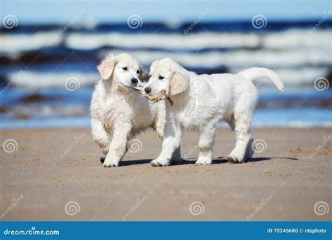 Two Golden Retriever Puppies on a Beach Stock Photo - Image of active, holding: 70245680