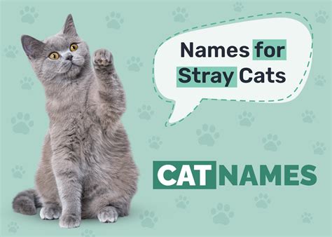 190 Stray Cat Names: Unique Options for Your New Friend - Catster