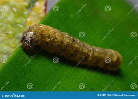 Diamondback Moth Larvae Feeding On Brassica Stock Photo | CartoonDealer ...