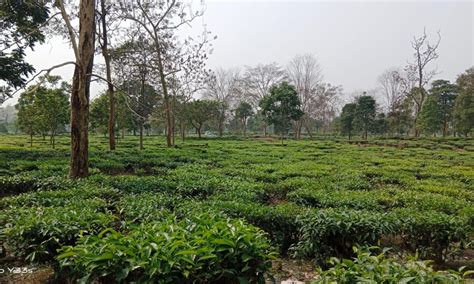 Assam tea gardens get Rs 63 crore govt assistance to tackle pandemic losses