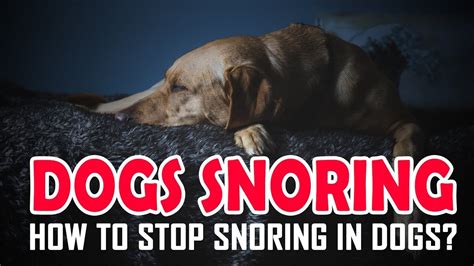 Dogs Snoring And How To Stop Snoring In Dogs | Top 10 Snoring Dog Breeds | #petmoo - YouTube