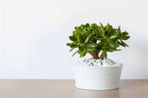 5 Best Places To Put Jade Plant At Home For Good Feng Shui