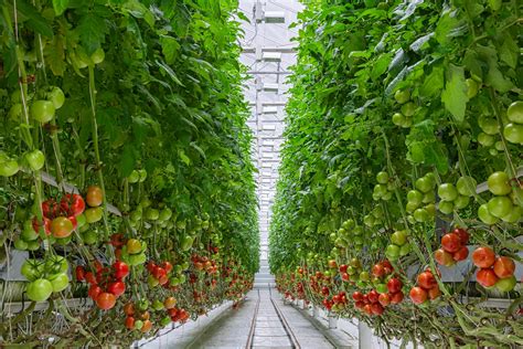 How LED grow lights help tomato growing in vertical farming - Light ...