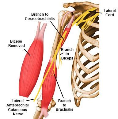 Musculocutaneous Nerve