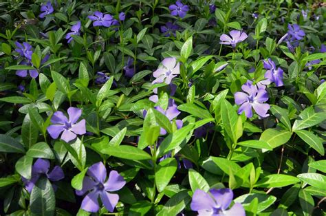 Vinca minor – fast growing ground cover shrub | Pyracantha.co.uk