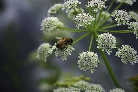 Umbellicious! | Tasty Cow Parsley | Jocelyn Erskine-Kellie | Flickr