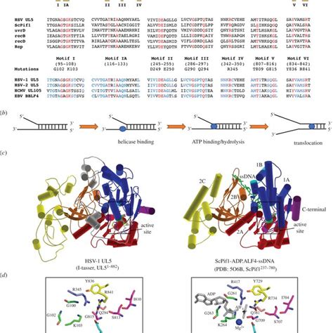 HSV-1 UL5 belongs to SF1 helicase superfamily. (a) Alignment of seven... | Download Scientific ...