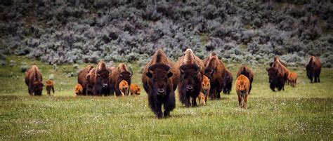 Yellowstone National Park Wildlife - Black Sheep Adventures