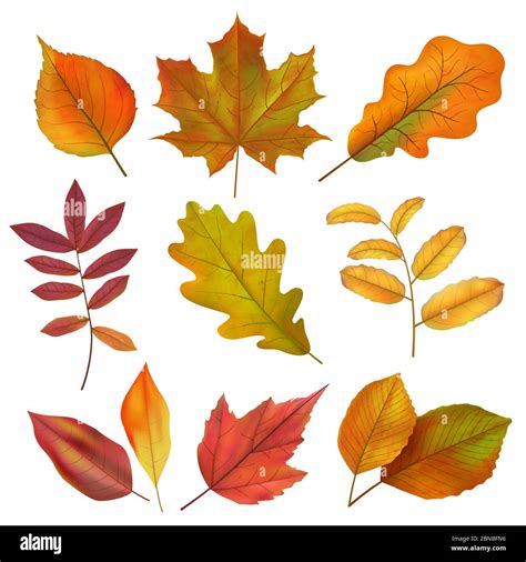 Autumn leaves. Realistic yellow and red fall leaf. Isolates vector set. Illustration of fall ...